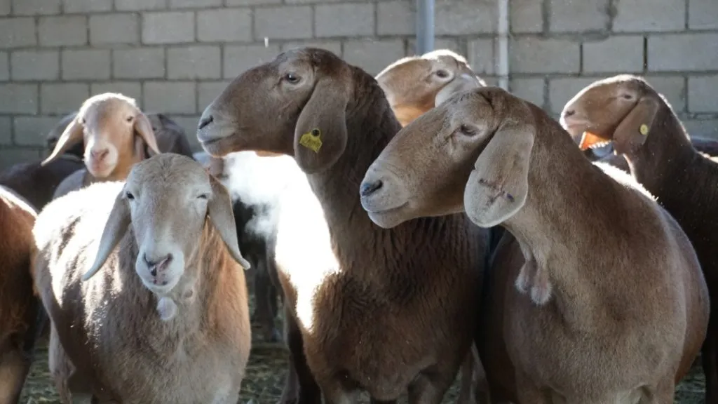 Уникальной породой кыргызстанских овец заинтересовались Казахстан, Узбекистан и Россия 